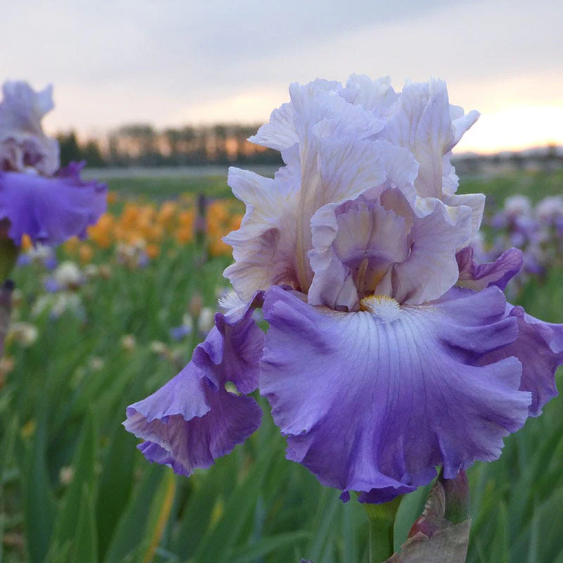 Mother Earth Reblooming Bearded Iris - Image 4