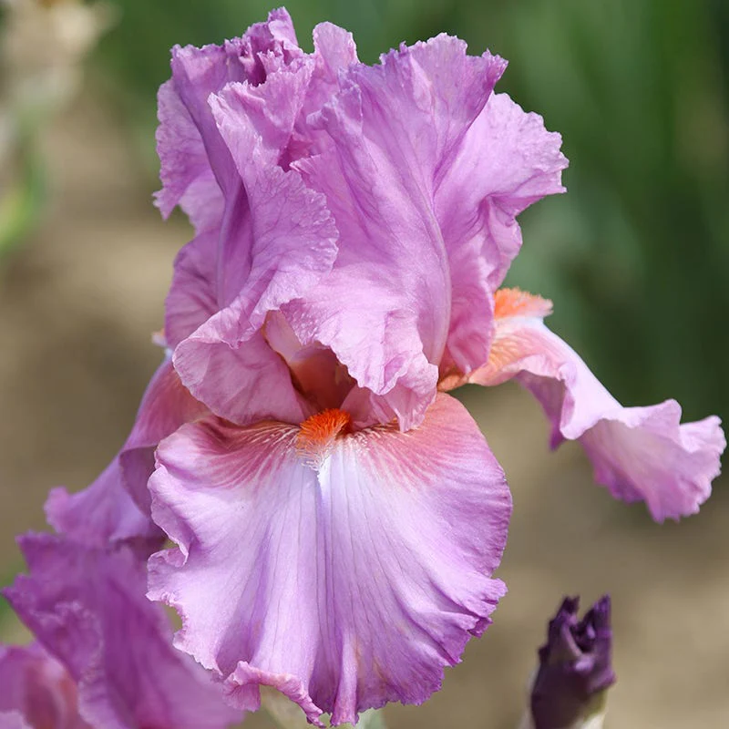 Tropical Treasures Bearded Iris Collection - Image 3