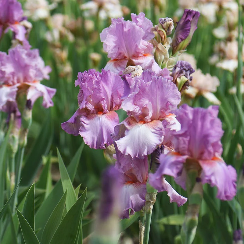 Persian Berry Reblooming Bearded Iris - Image 4