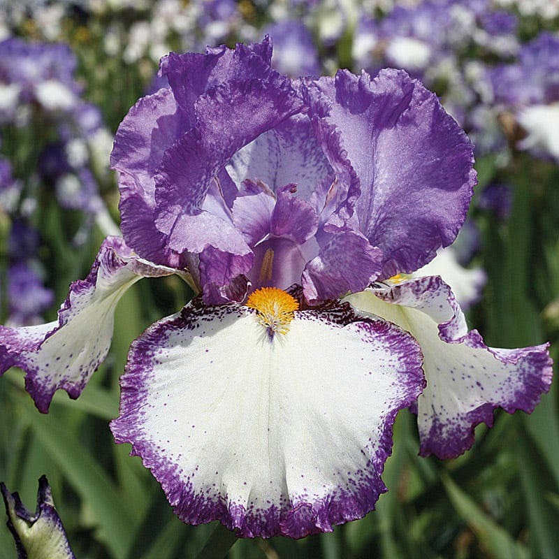 Repeat Performance Bearded Iris Collection - Image 2