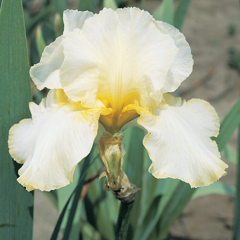 Repeat Performance Bearded Iris Collection - Image 3