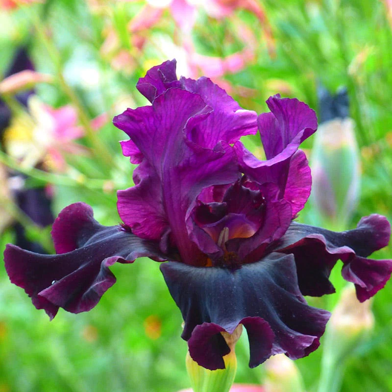 Silken Trim Bearded Iris - Image 2