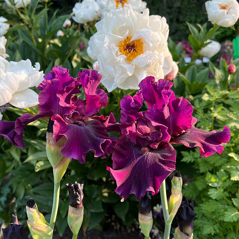 Silken Trim Bearded Iris - Image 3