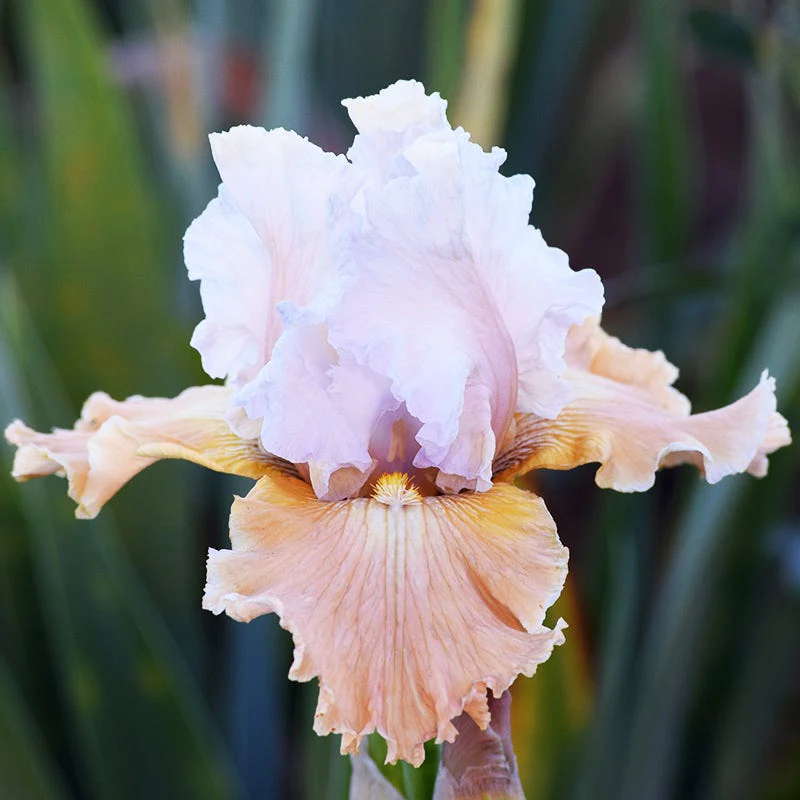 Vintage Ruffles Bearded Iris Collection - Image 2