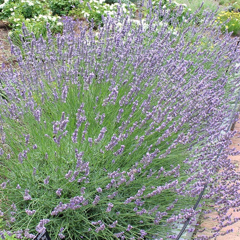 Beautiful Bouquets Pre-Planned Garden - Image 10