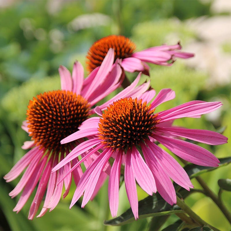 Beautiful Bouquets Pre-Planned Garden - Image 7