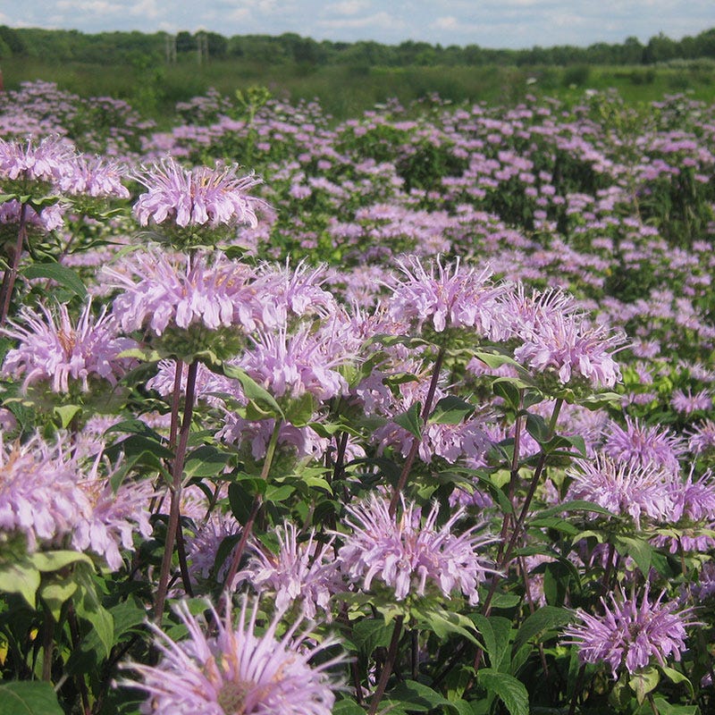 Bee Balm or Wild Bergamot Seeds - Image 6