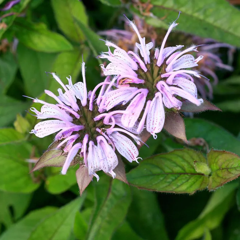 Bradbury's Bee Balm Seeds - Image 4