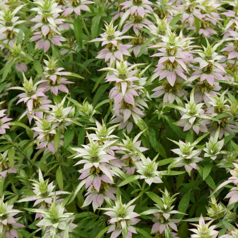 Spotted Bee Balm Seeds - Image 5
