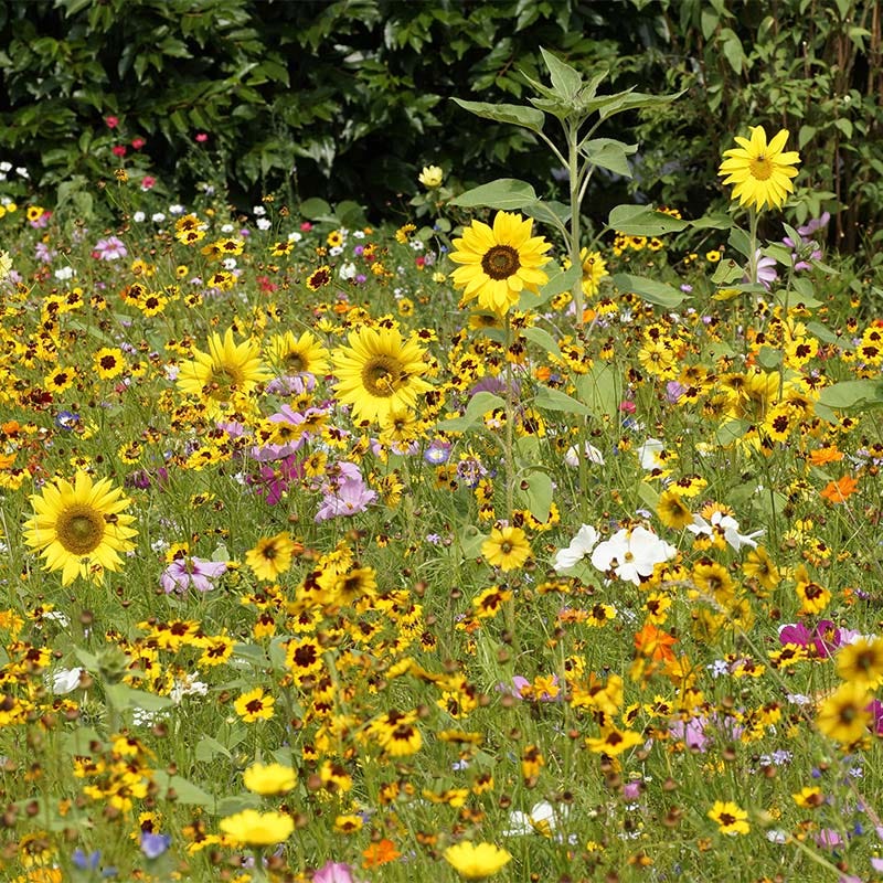 Believe In Tomorrow Pollinator Seed Packet - Image 3