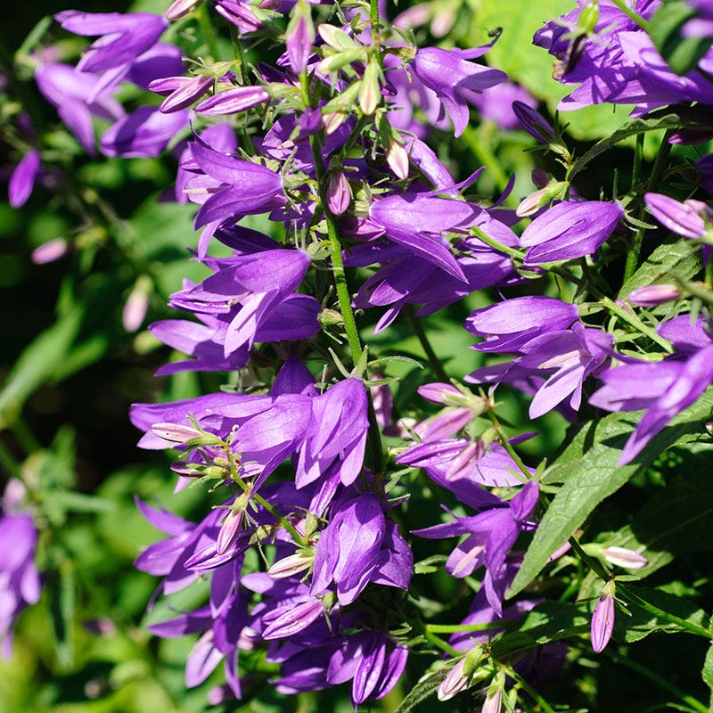 Bellflower Seeds