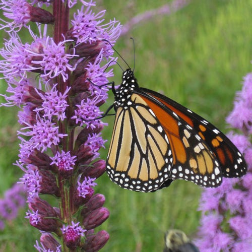 Beneficial Bug Wildflower Seed Mix - Image 2