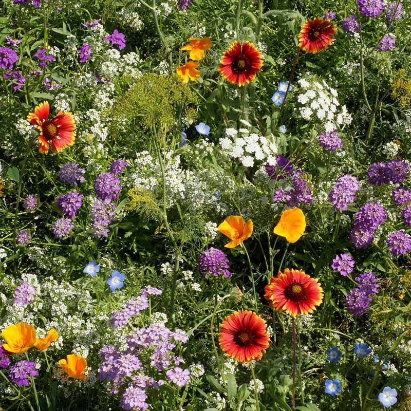 Beneficial Bug Wildflower Seed Mix - Image 4