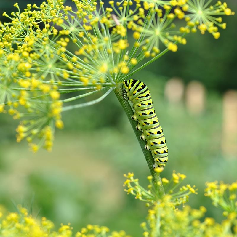 Beneficial Bug Wildflower Seed Mix - Image 5