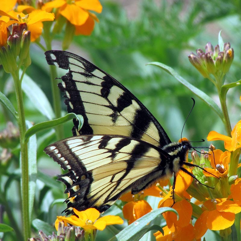 Beneficial Bug Wildflower Seed Mix - Image 9
