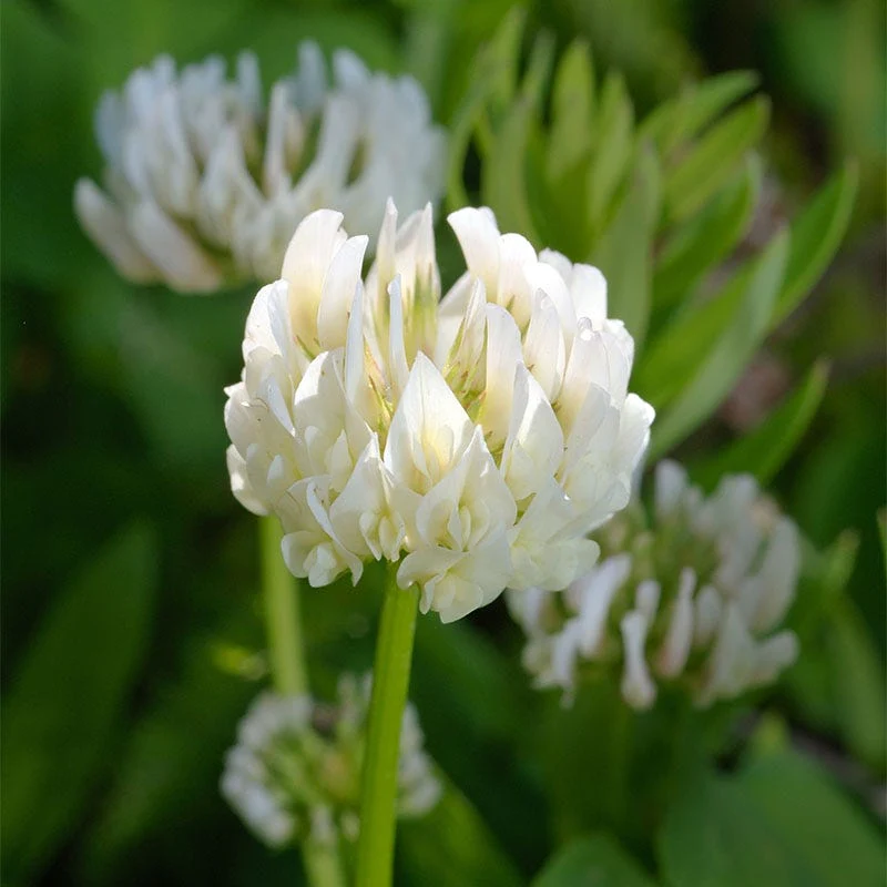 Berseem Clover Seeds - Image 2
