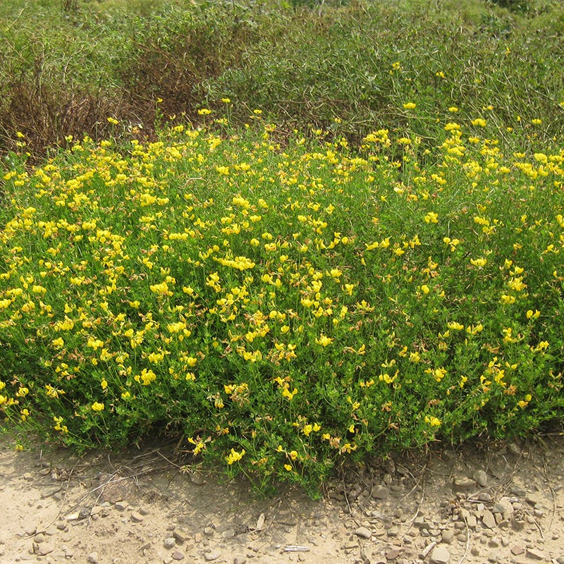 Bird's Foot Trefoil Seeds - Image 2