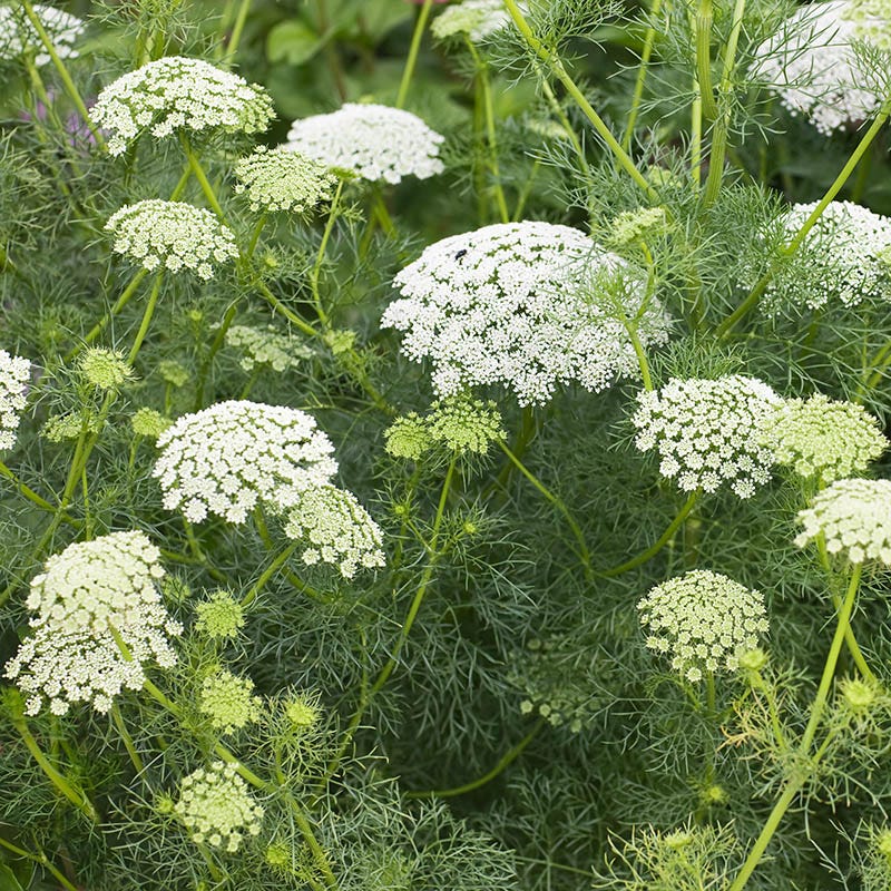 Bishop's Flower Seeds