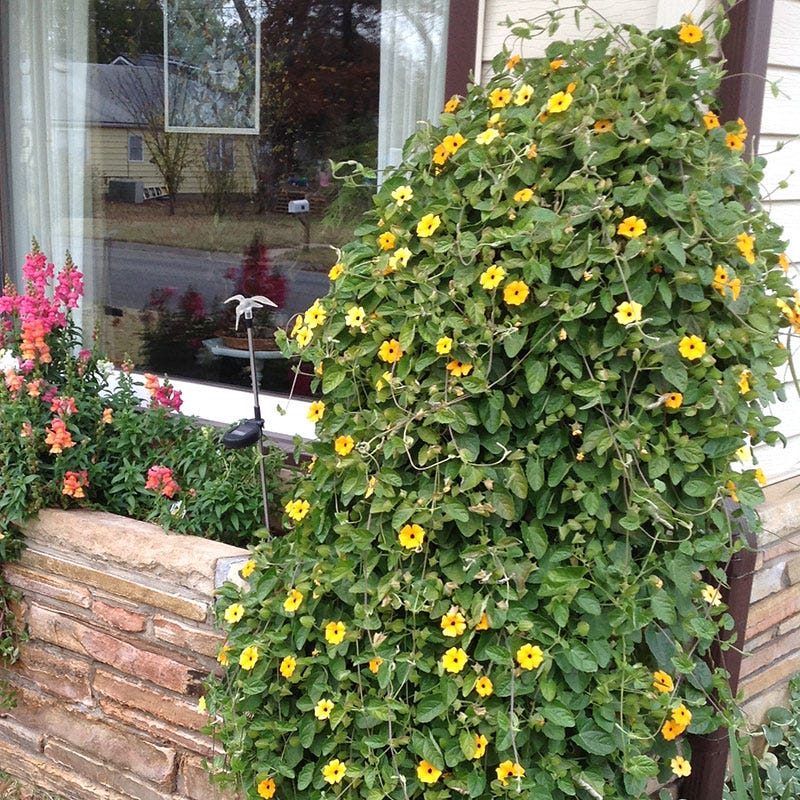 Black Eyed Susan Vine Seeds - Image 3