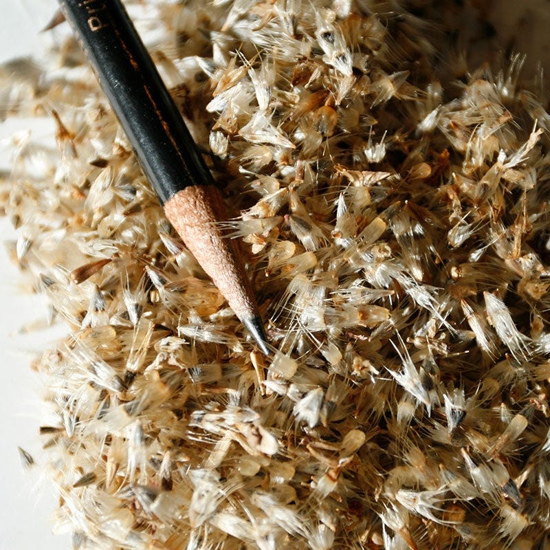 Blanket Flower Seeds - Image 4