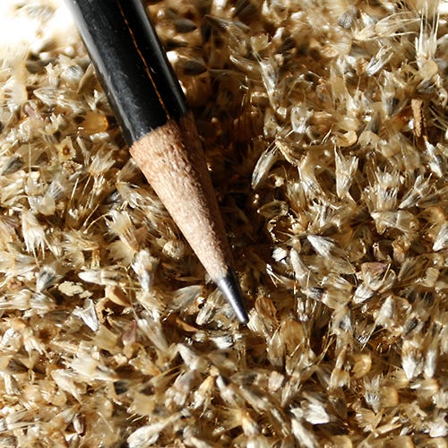 Firewheel Seeds - Image 4