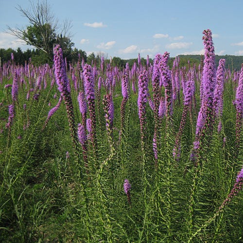 Blazing Star Seeds - Image 5