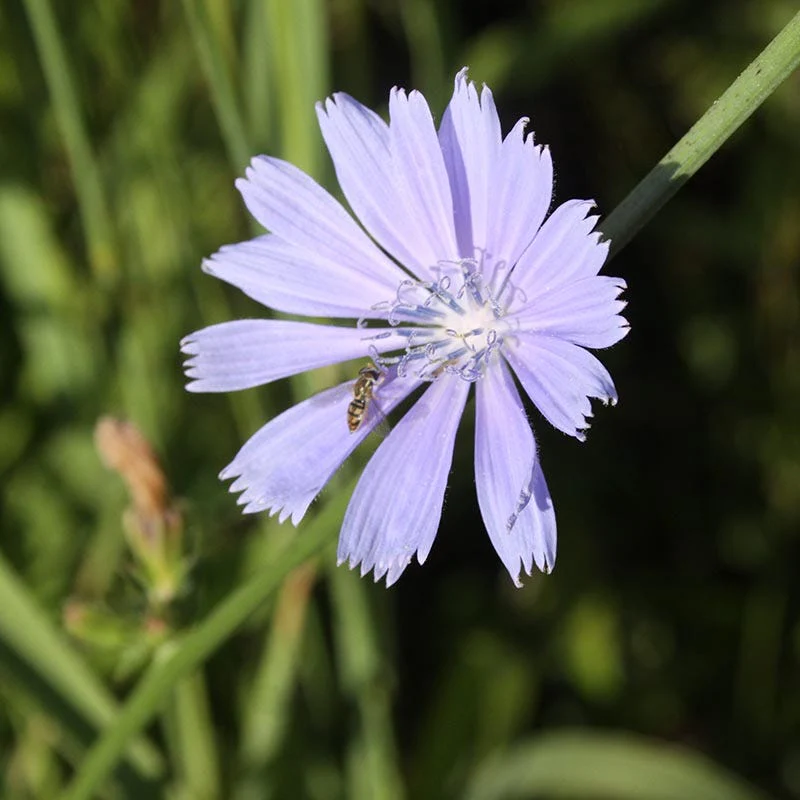 Chicory Seeds - Image 3