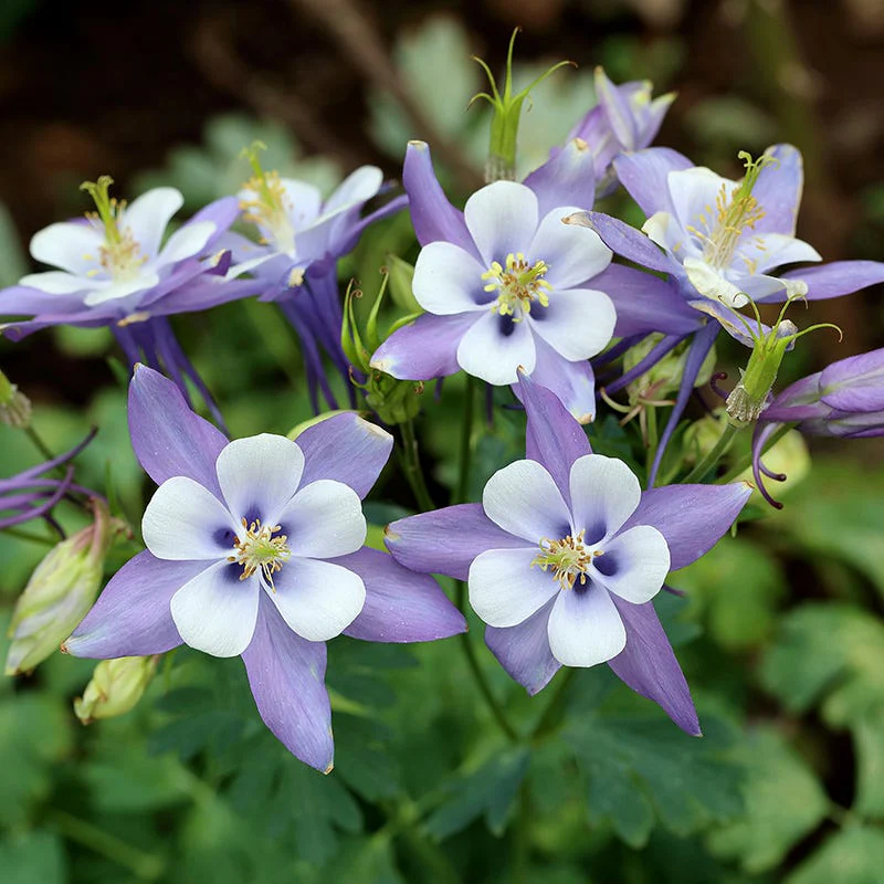 Blue Columbine Seeds - Image 3