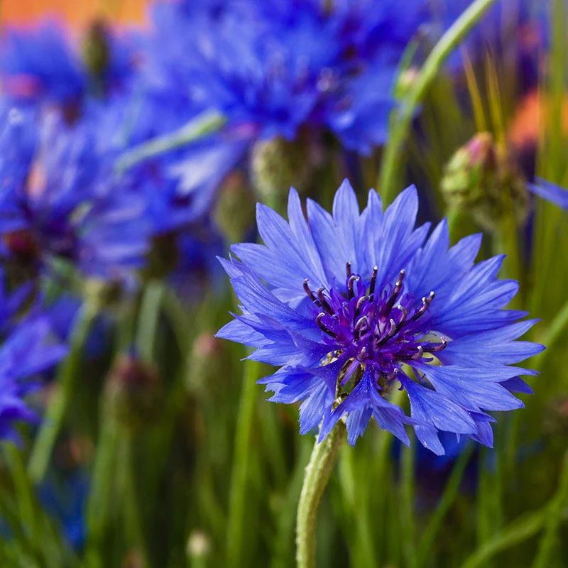 Blue Cornflower or Bachelor Button Seeds
