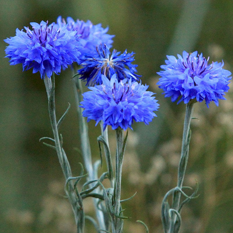 Blue Cornflower or Bachelor Button Seeds - Image 2