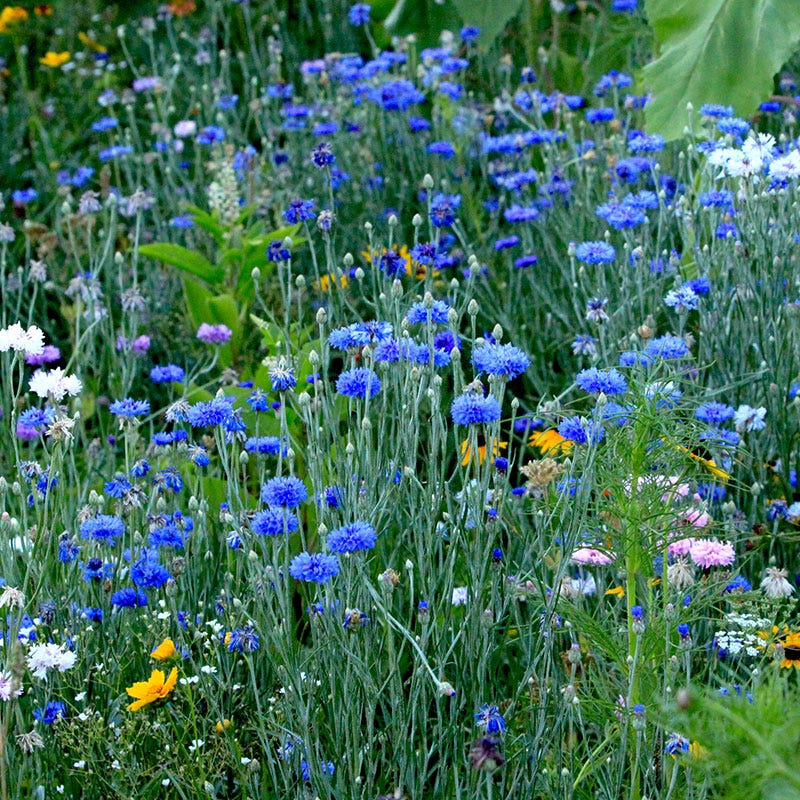 Blue Cornflower or Bachelor Button Seeds - Image 4