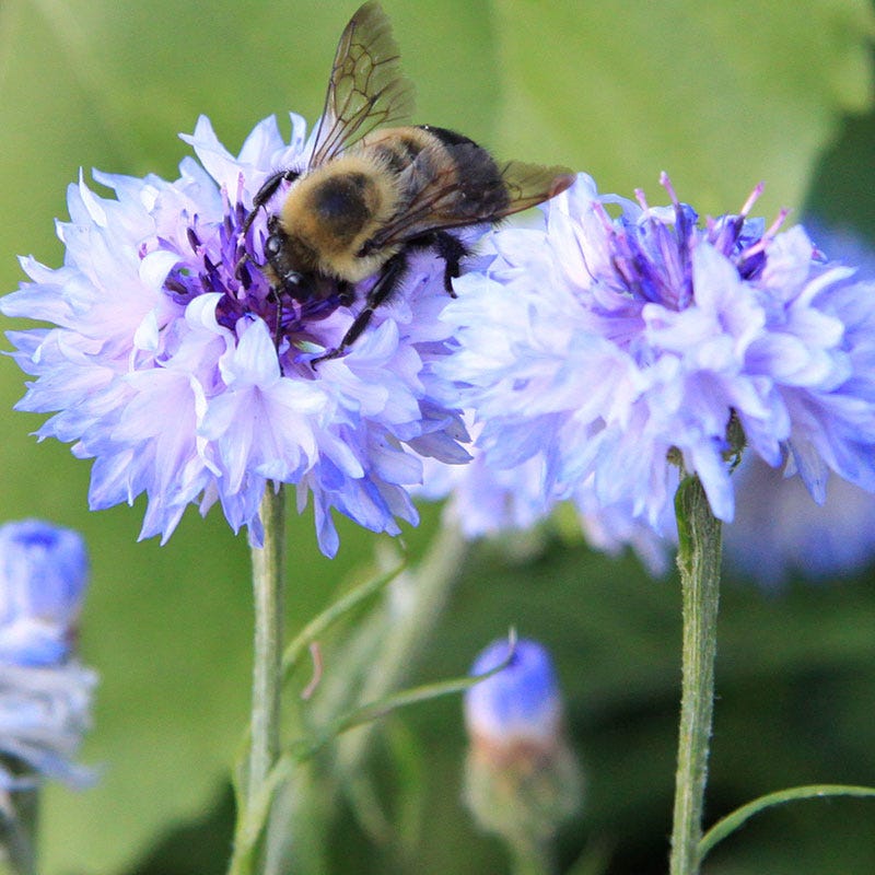 Blue Cornflower or Bachelor Button Seeds - Image 6