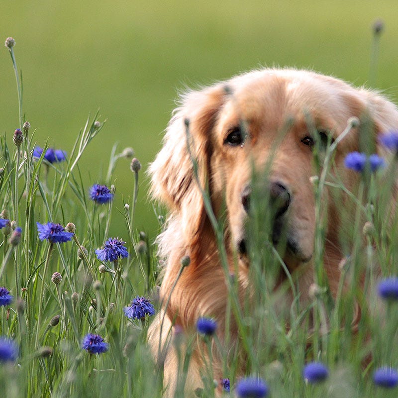 Blue Cornflower or Bachelor Button Seeds - Image 8