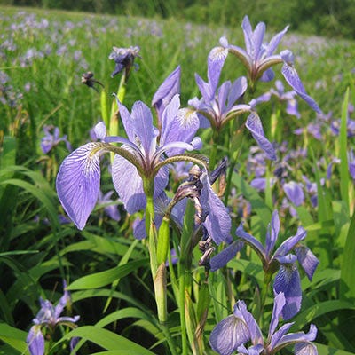 Blue Flag Iris Seeds - Image 4