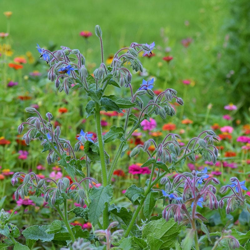 Borage Seeds - Image 3