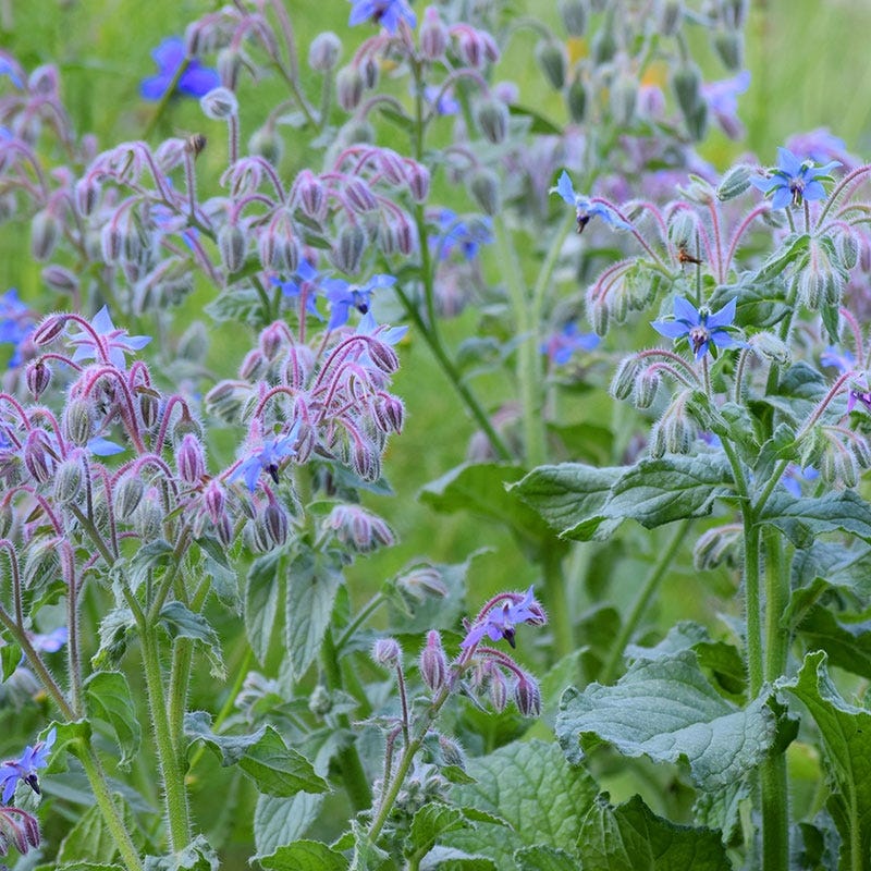 Borage Seeds - Image 4