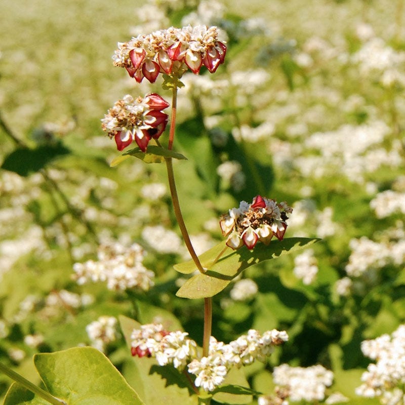 Buckwheat Seeds - Image 3