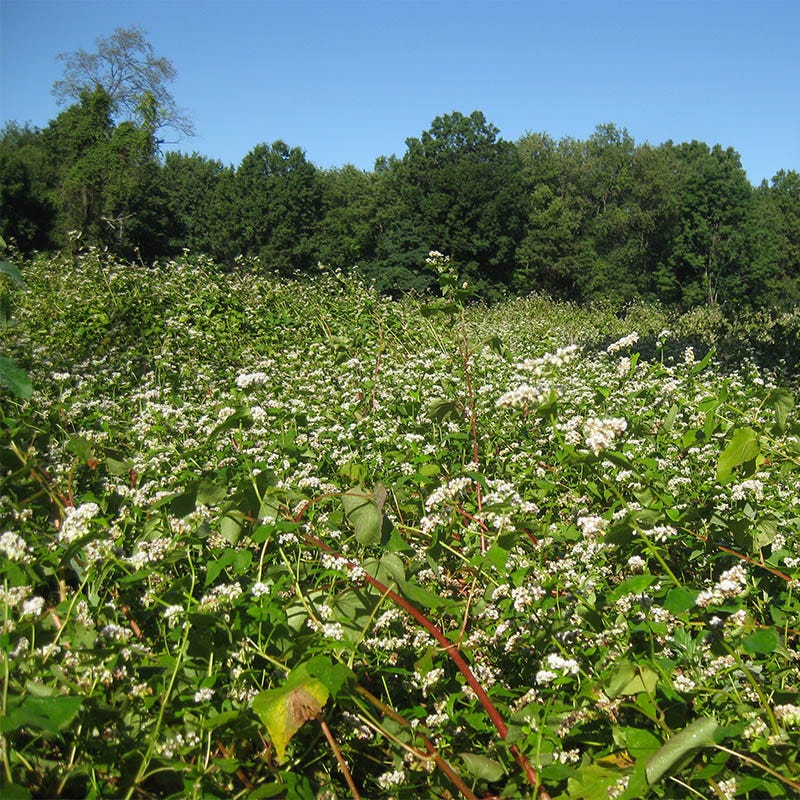 Buckwheat Seeds - Image 4