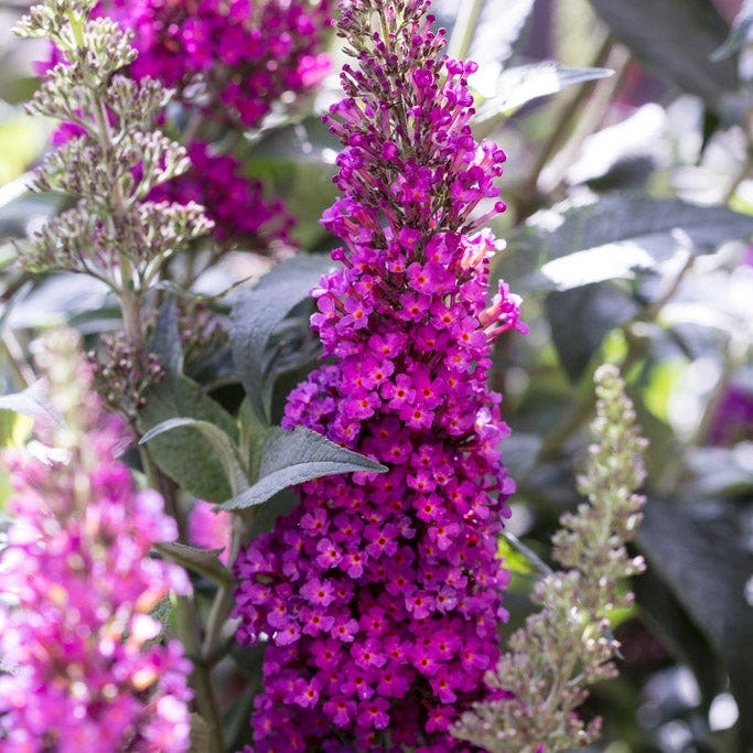 Butterfly & Hummingbird Pre-Planned Garden - Image 12