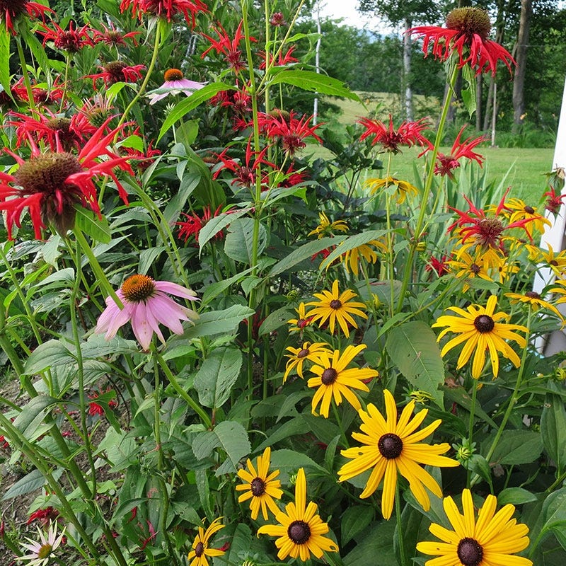 Butterfly & Hummingbird Pre-Planned Garden - Image 3