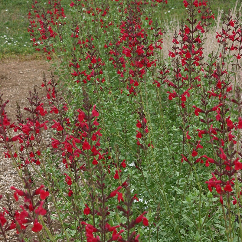 Butterfly & Hummingbird Pre-Planned Garden - Image 6