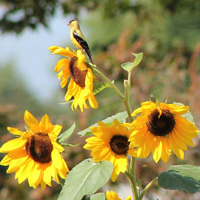 Buzz & Flutter Pollinator Wildflower Seed Collection - Image 3