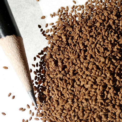 California Bluebell Seeds - Image 3
