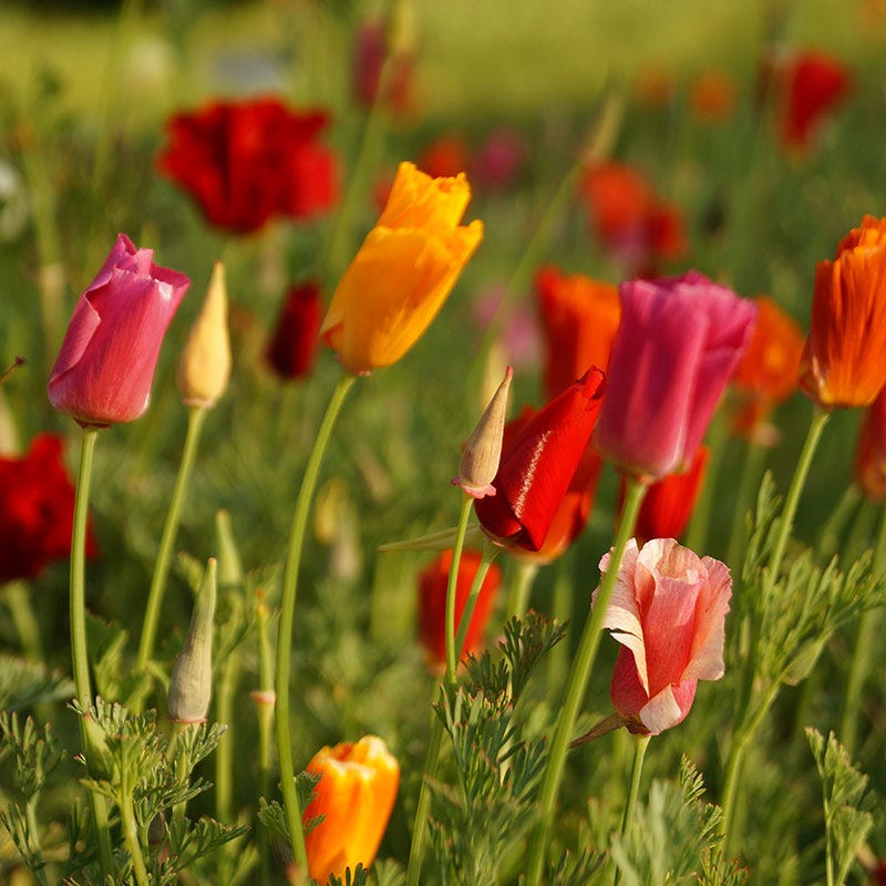 Splendid California Poppy Seed Mix - Image 2