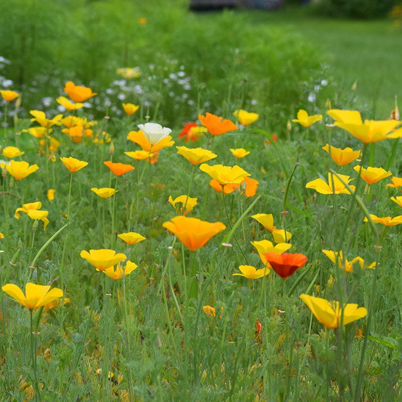 Splendid California Poppy Seed Mix - Image 3