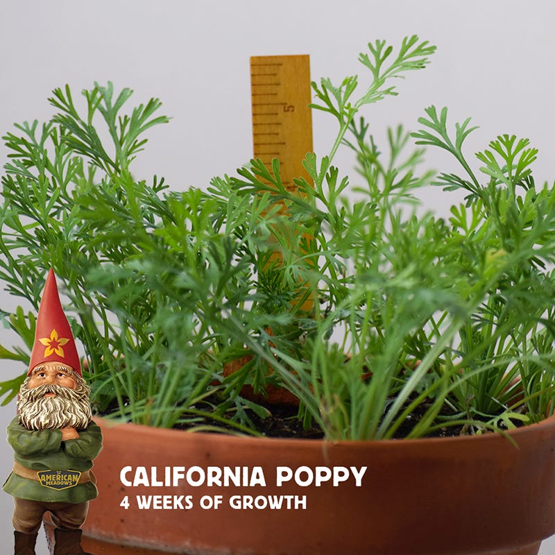 California Poppy Seeds - Image 6