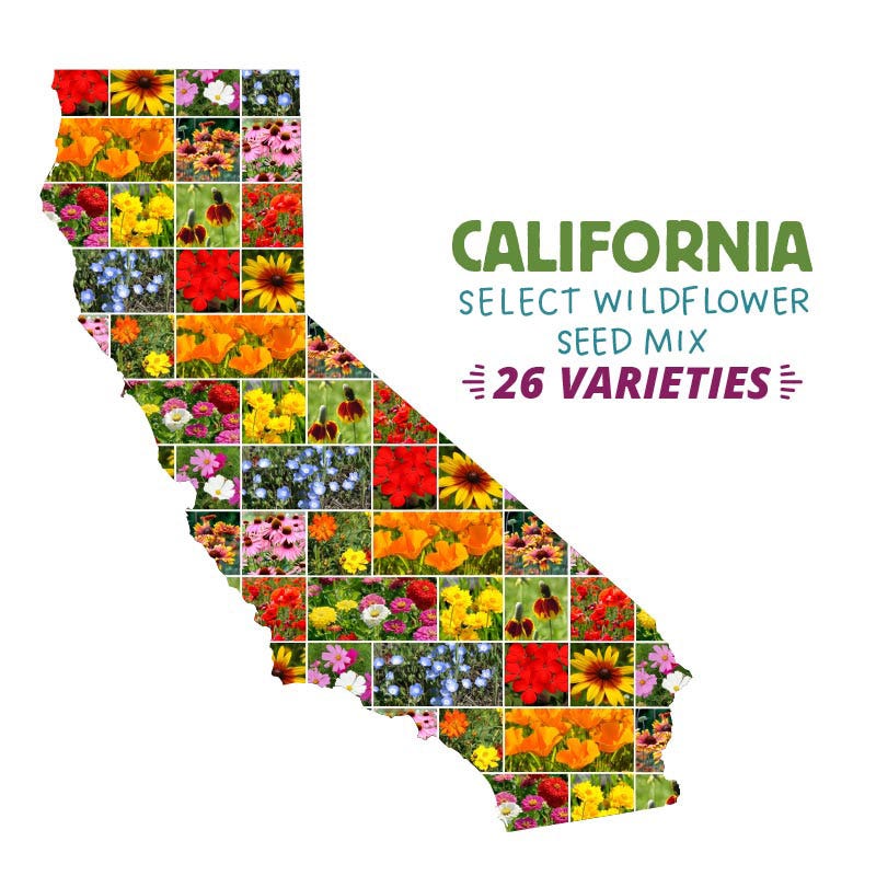 Seeds On Sale