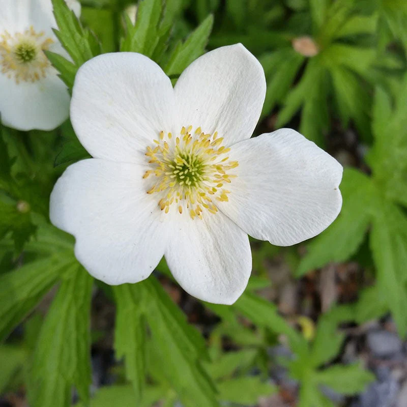 Canada Anemone Seeds - Image 2