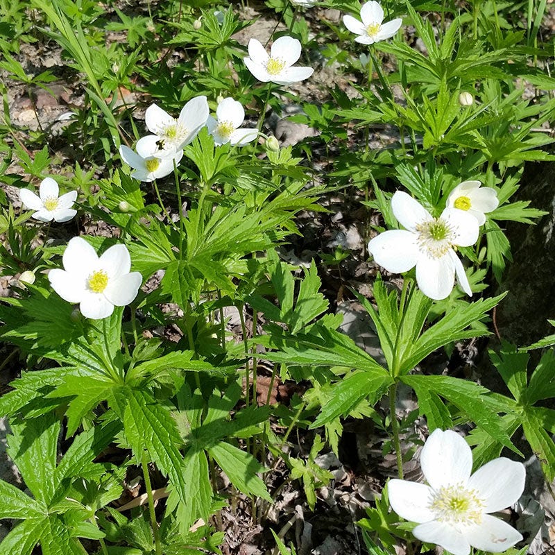 Canada Anemone Seeds - Image 3