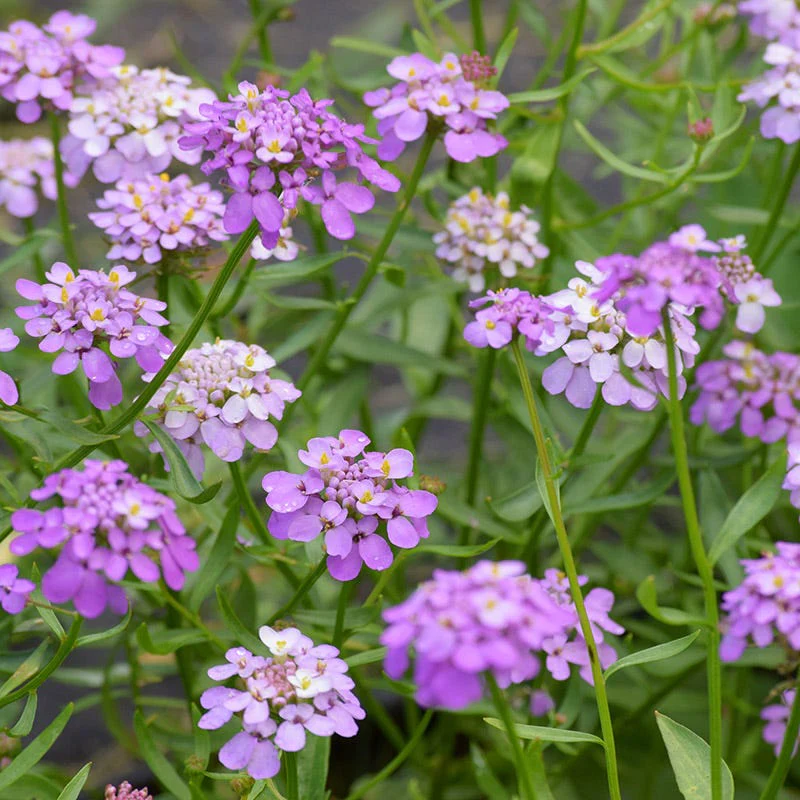 Candytuft Seeds - Image 2